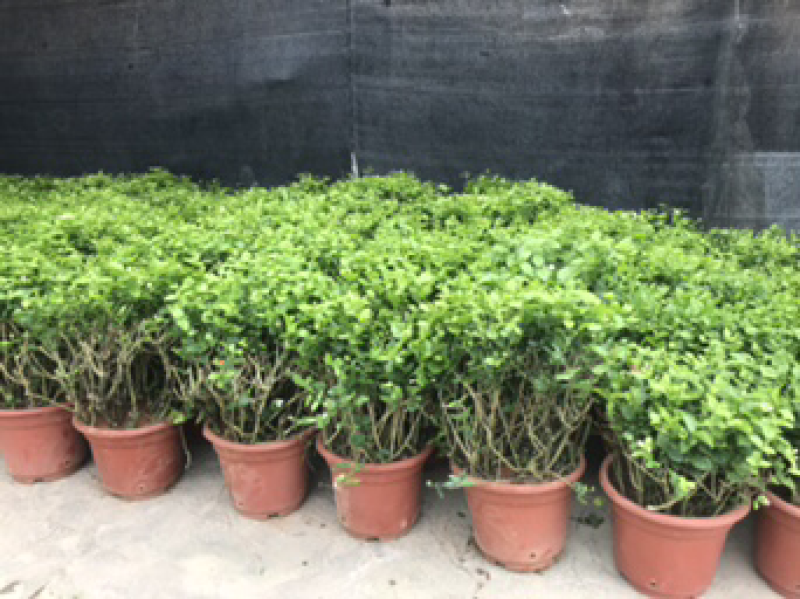 茉莉花球形老树盆栽