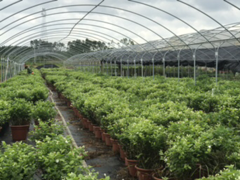 茉莉花球形老树盆栽