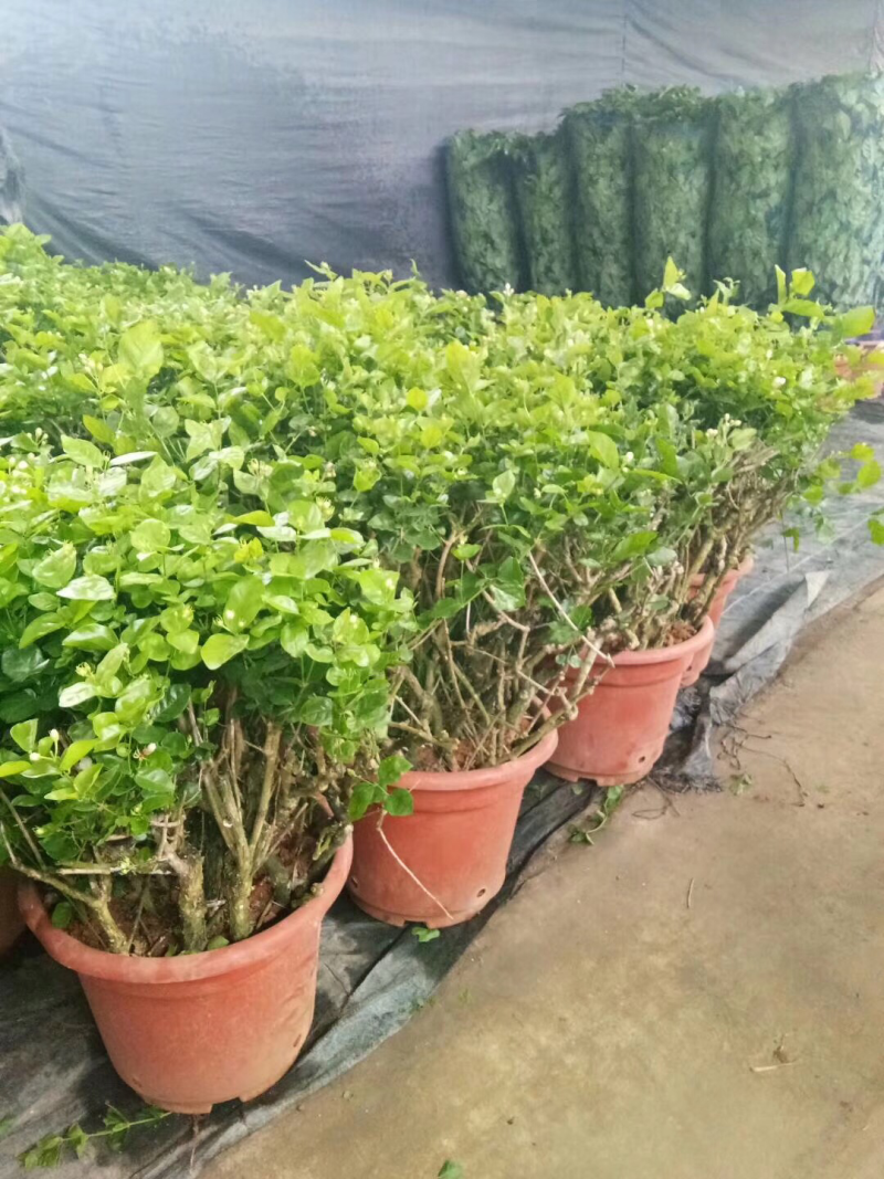 茉莉花球形老树盆栽