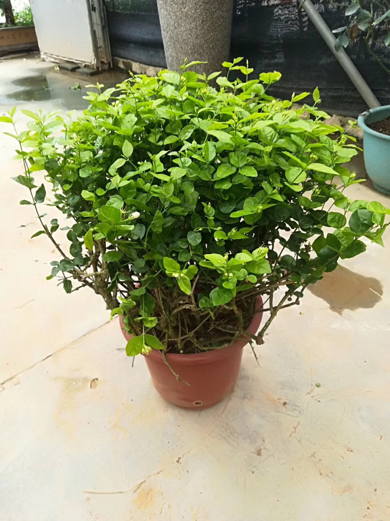 茉莉花球形老树盆栽