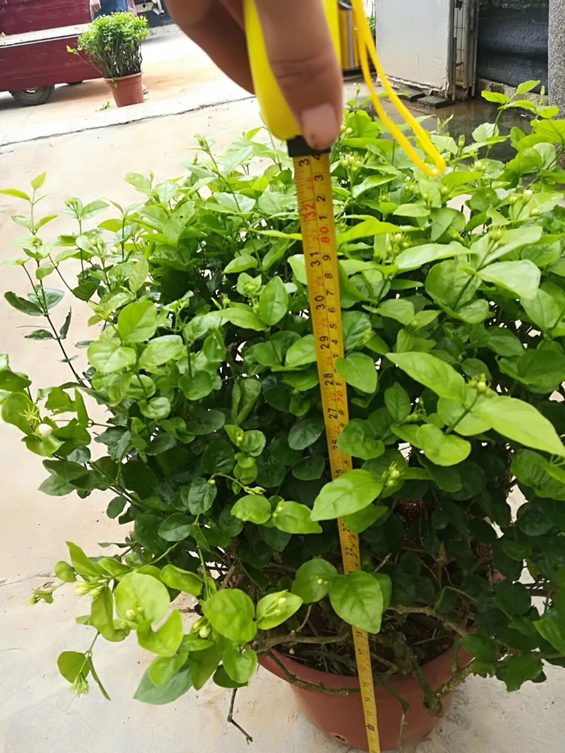 茉莉花球形老树盆栽