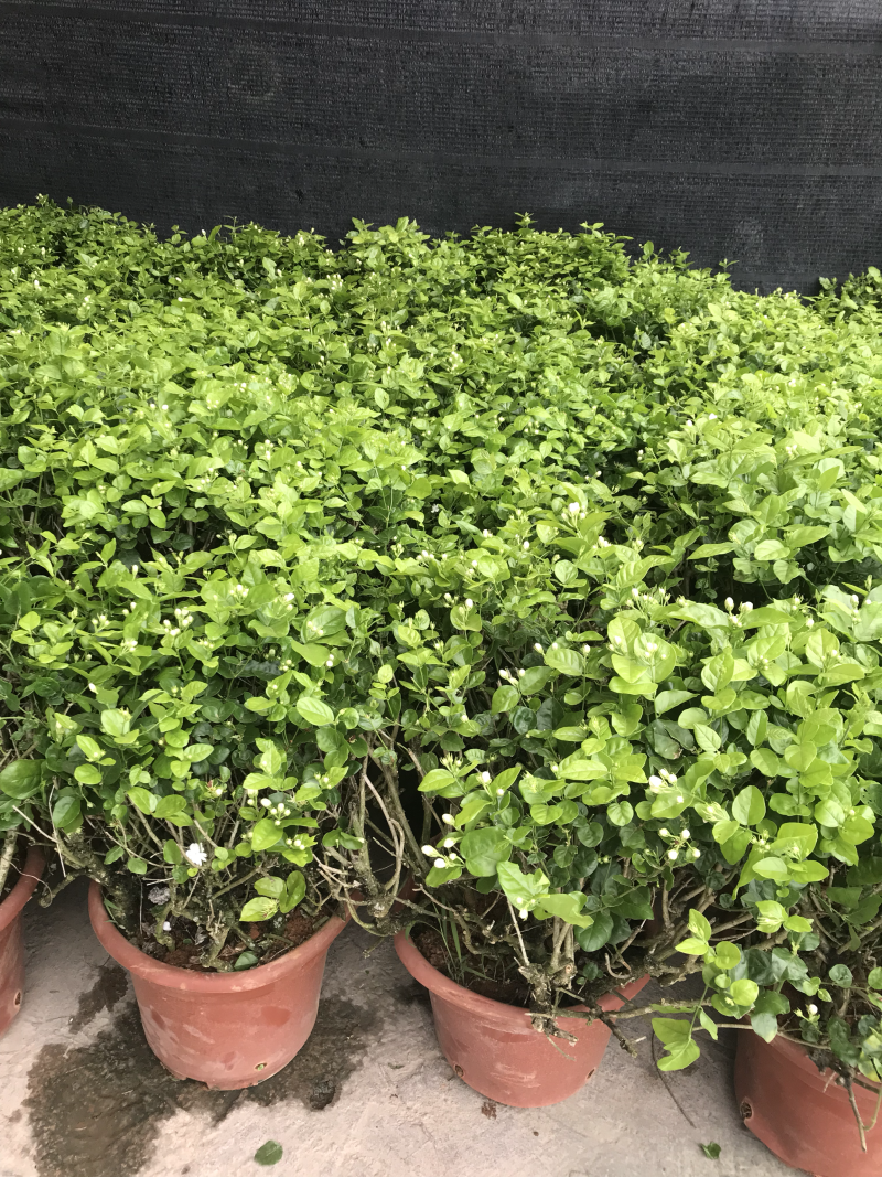 茉莉花球形老树盆栽
