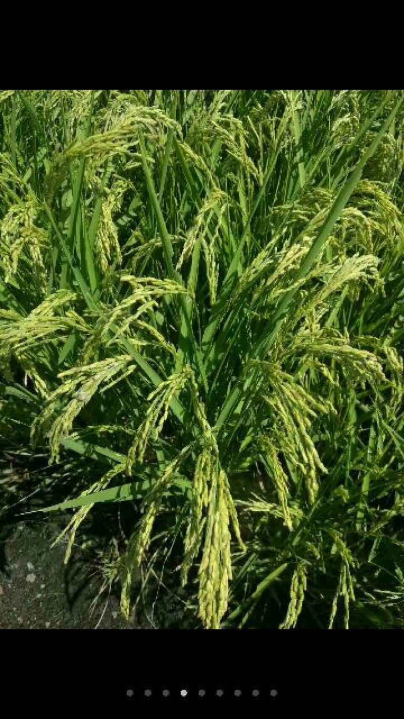 稻花香新米特级
