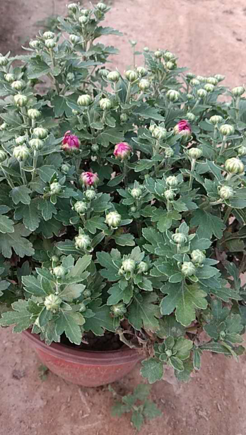 观赏菊、球菊