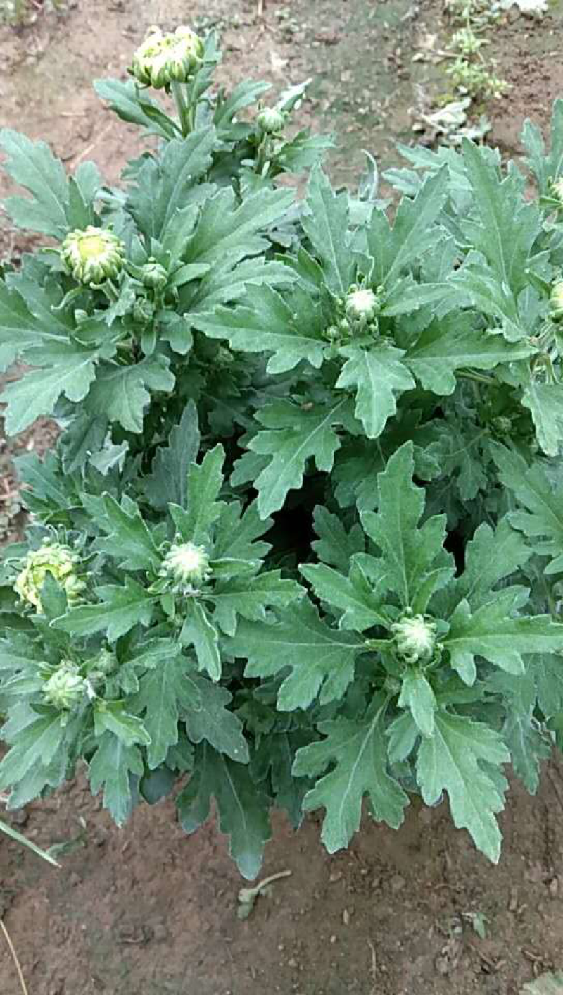 观赏菊、球菊