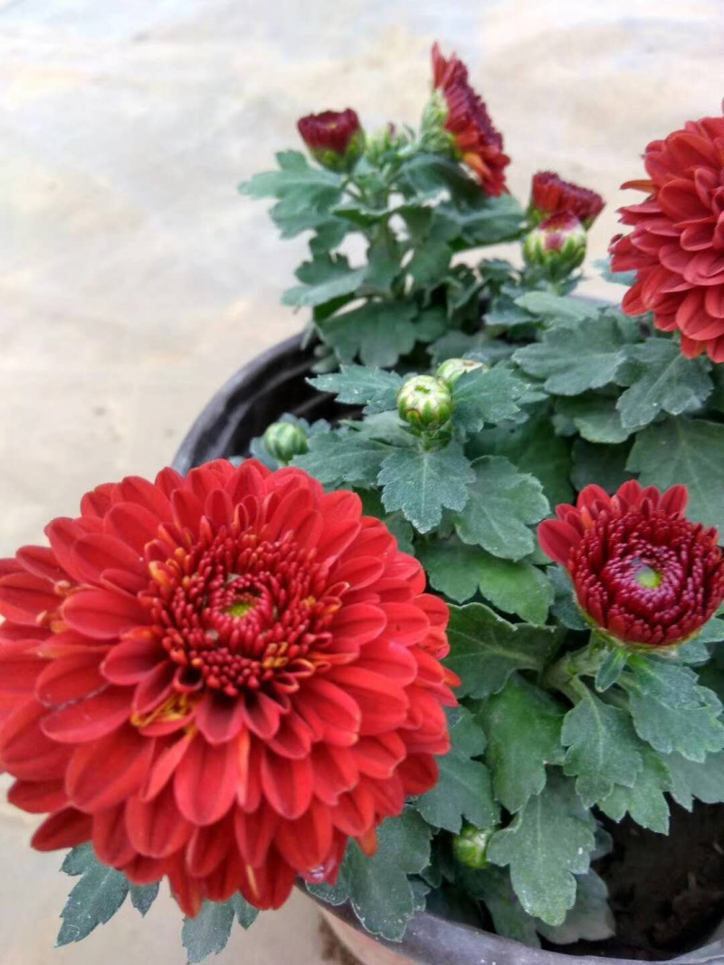观赏菊、球菊
