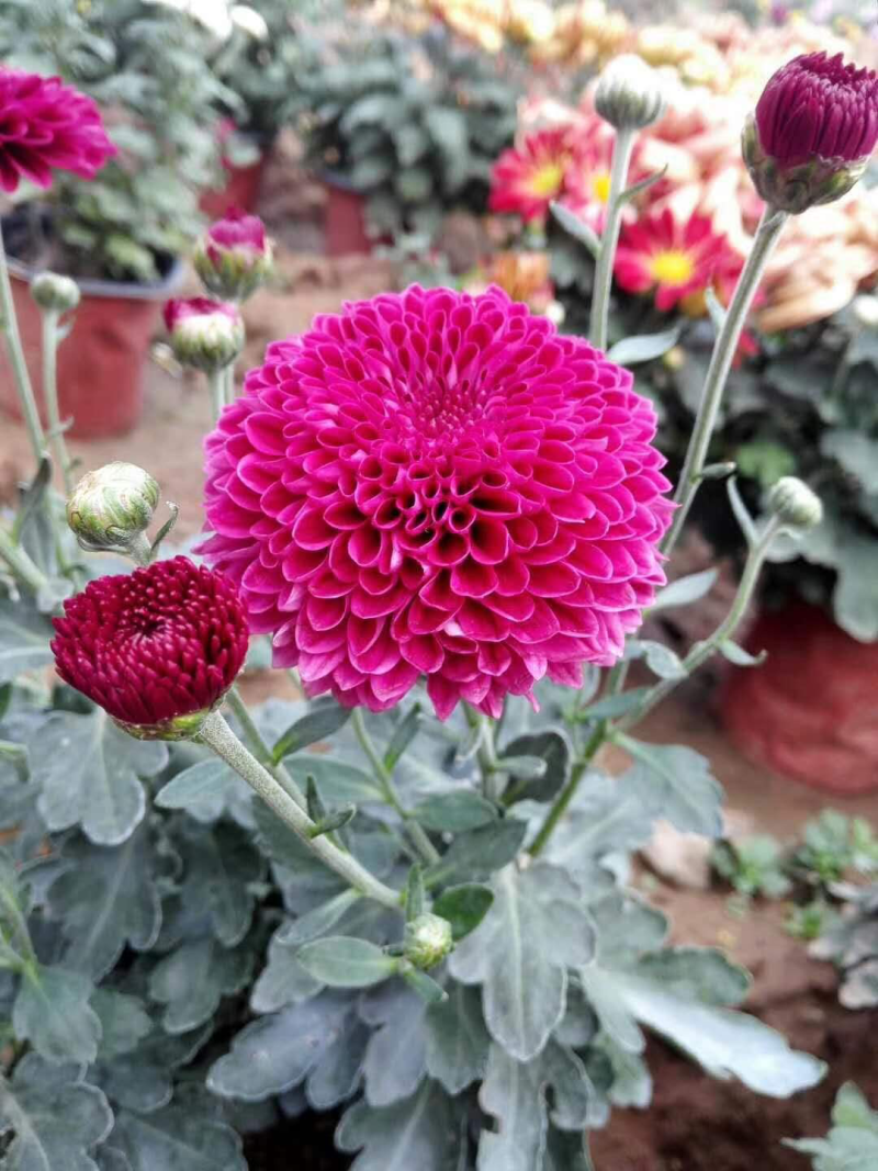 观赏菊、球菊
