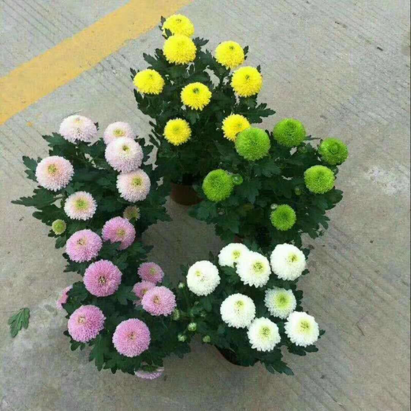 观赏菊、球菊