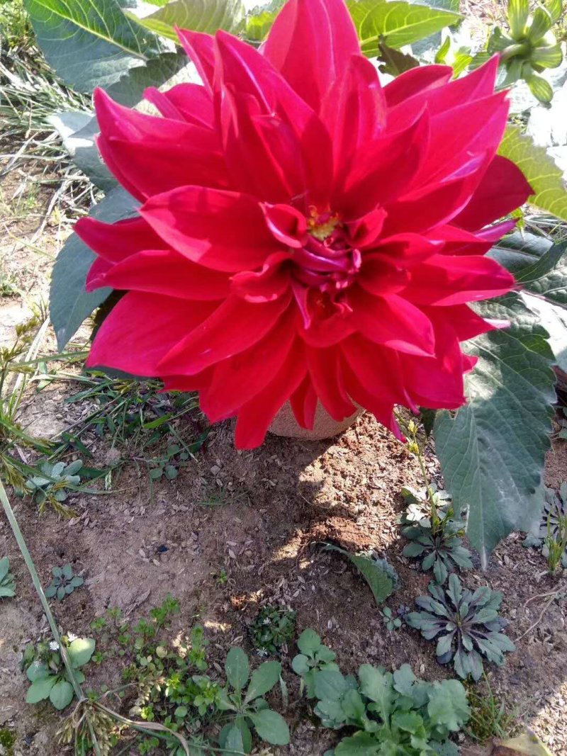 观赏菊、球菊