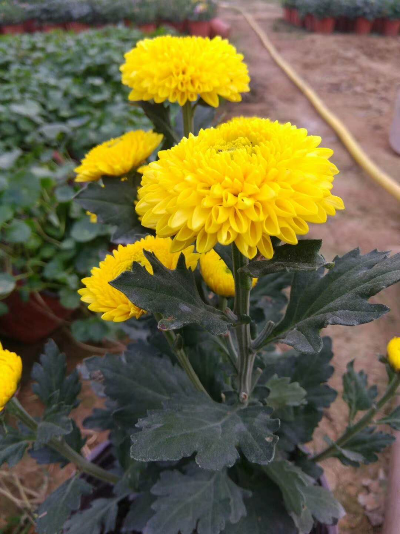 观赏菊、球菊