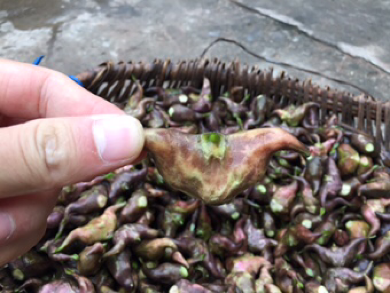 重庆农家自种菱角苗牛角苗大量出售