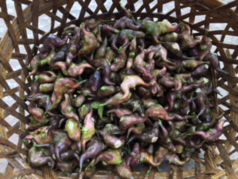 重庆农家自种菱角苗牛角苗大量出售