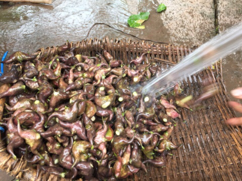 重庆农家自种菱角苗牛角苗大量出售