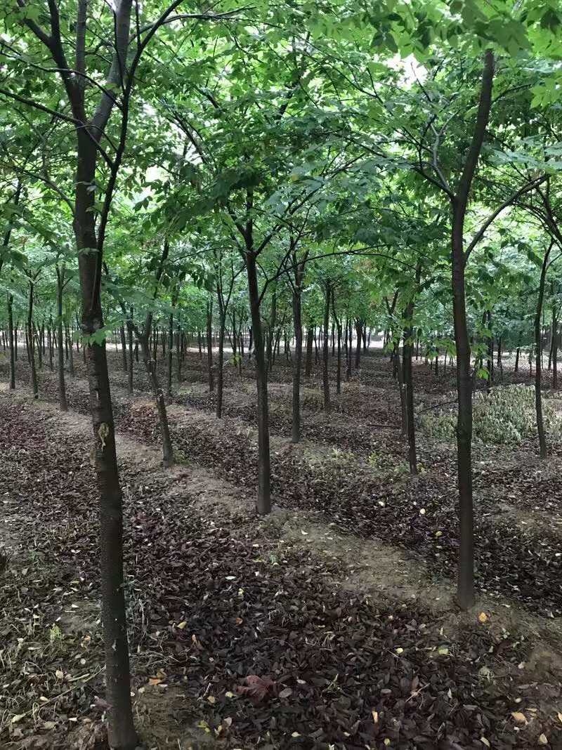 榉树，8到20公分，山东临沂本地货出售，树形优美