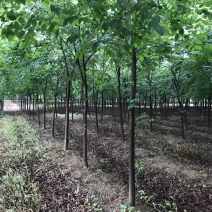 榉树，8到20公分，山东临沂本地货出售，树形优美