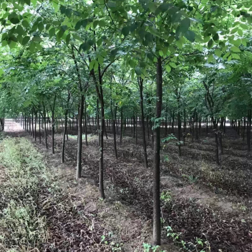 榉树，8到20公分，山东临沂本地货出售，树形优美