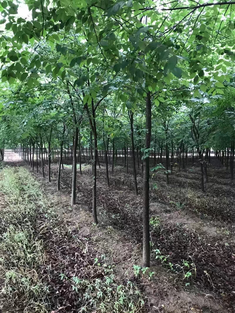 榉树，8到20公分，山东临沂本地货出售，树形优美
