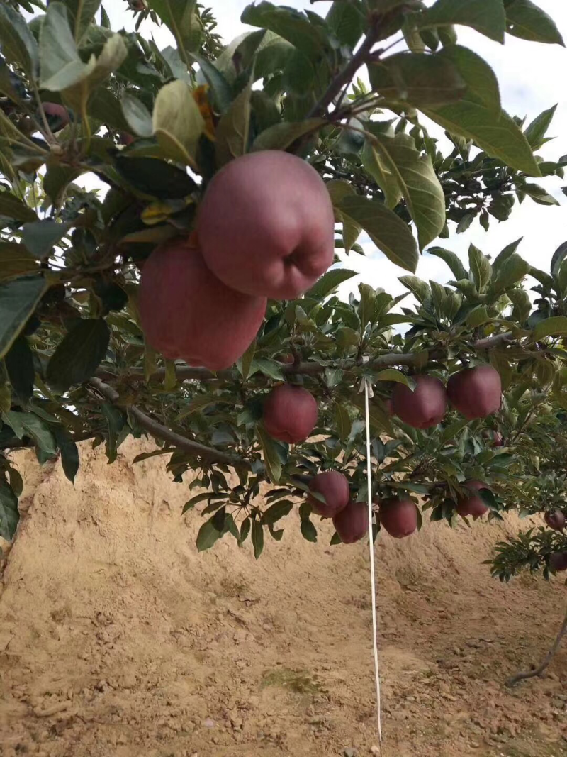 花牛