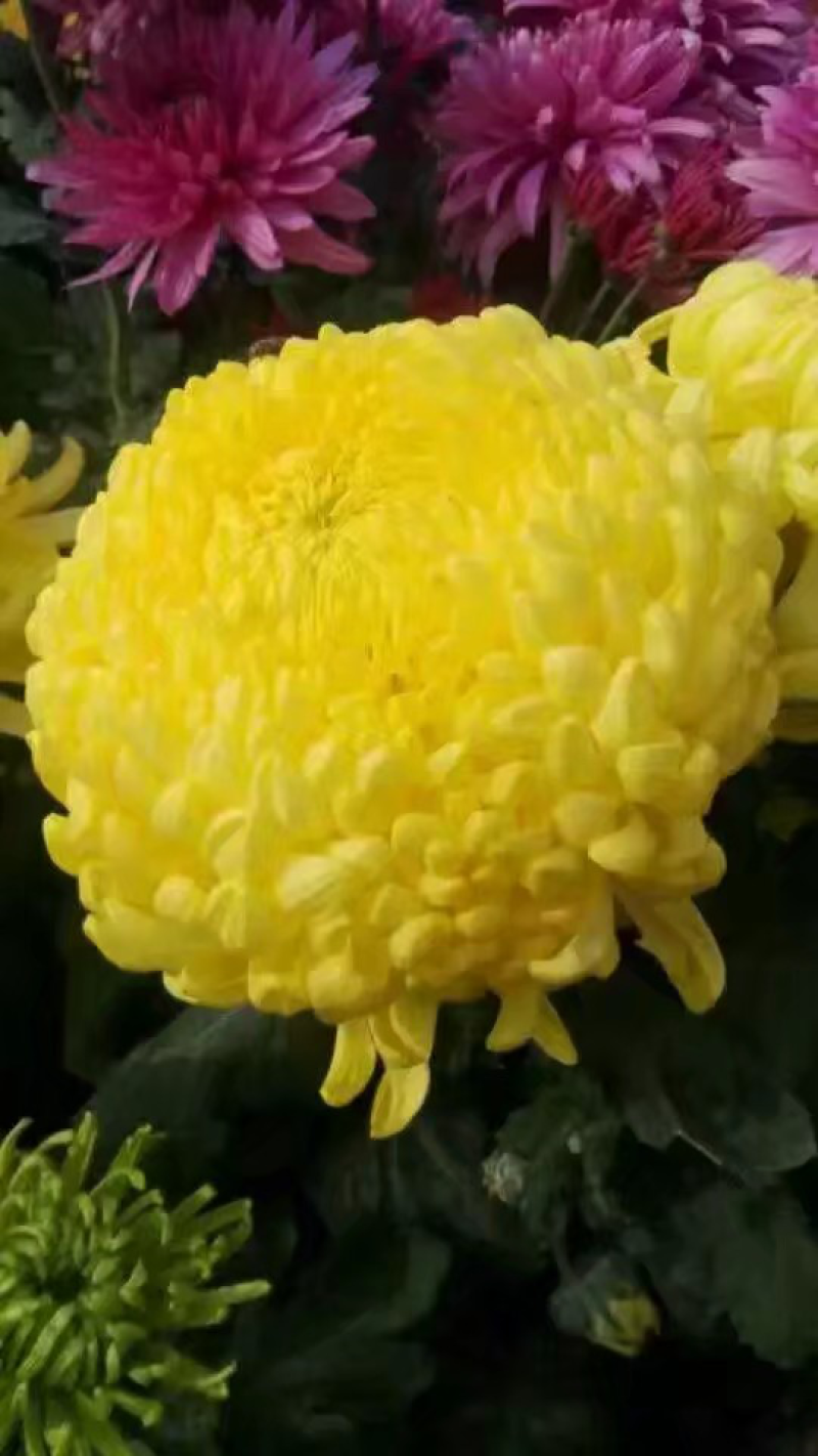 菊花