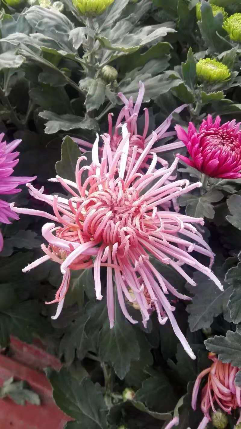 菊花
