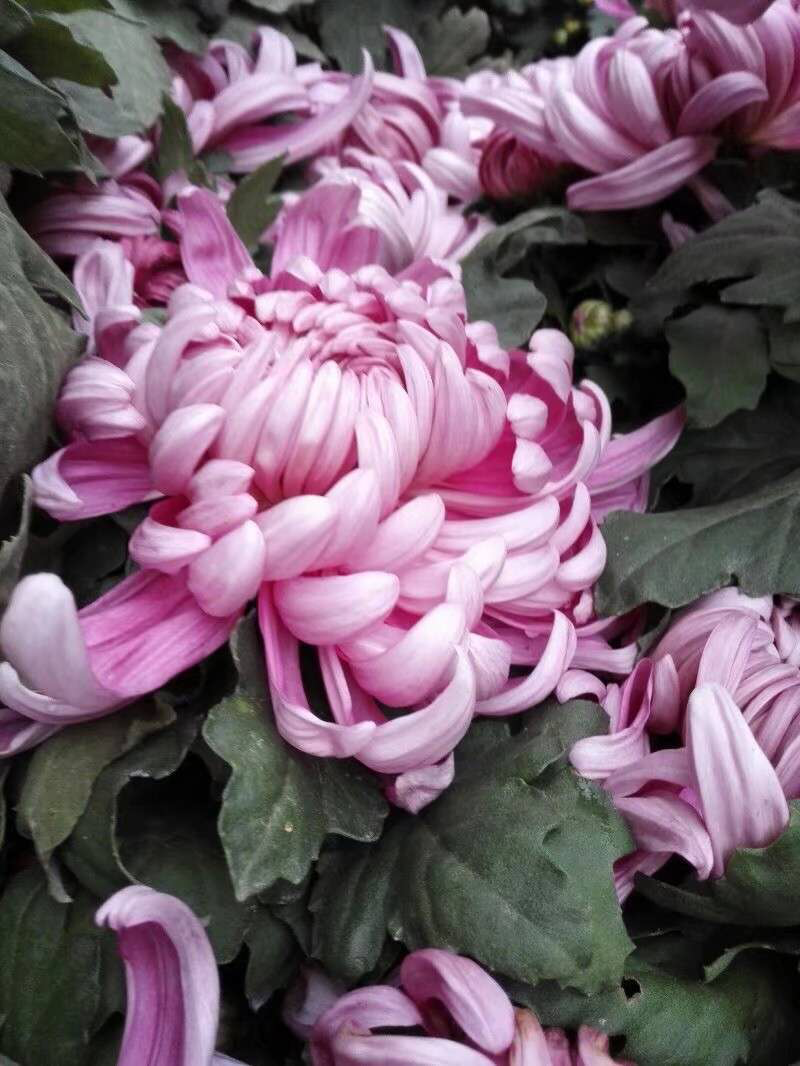 菊花