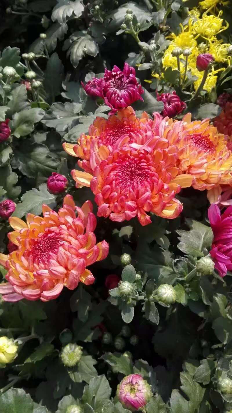 菊花