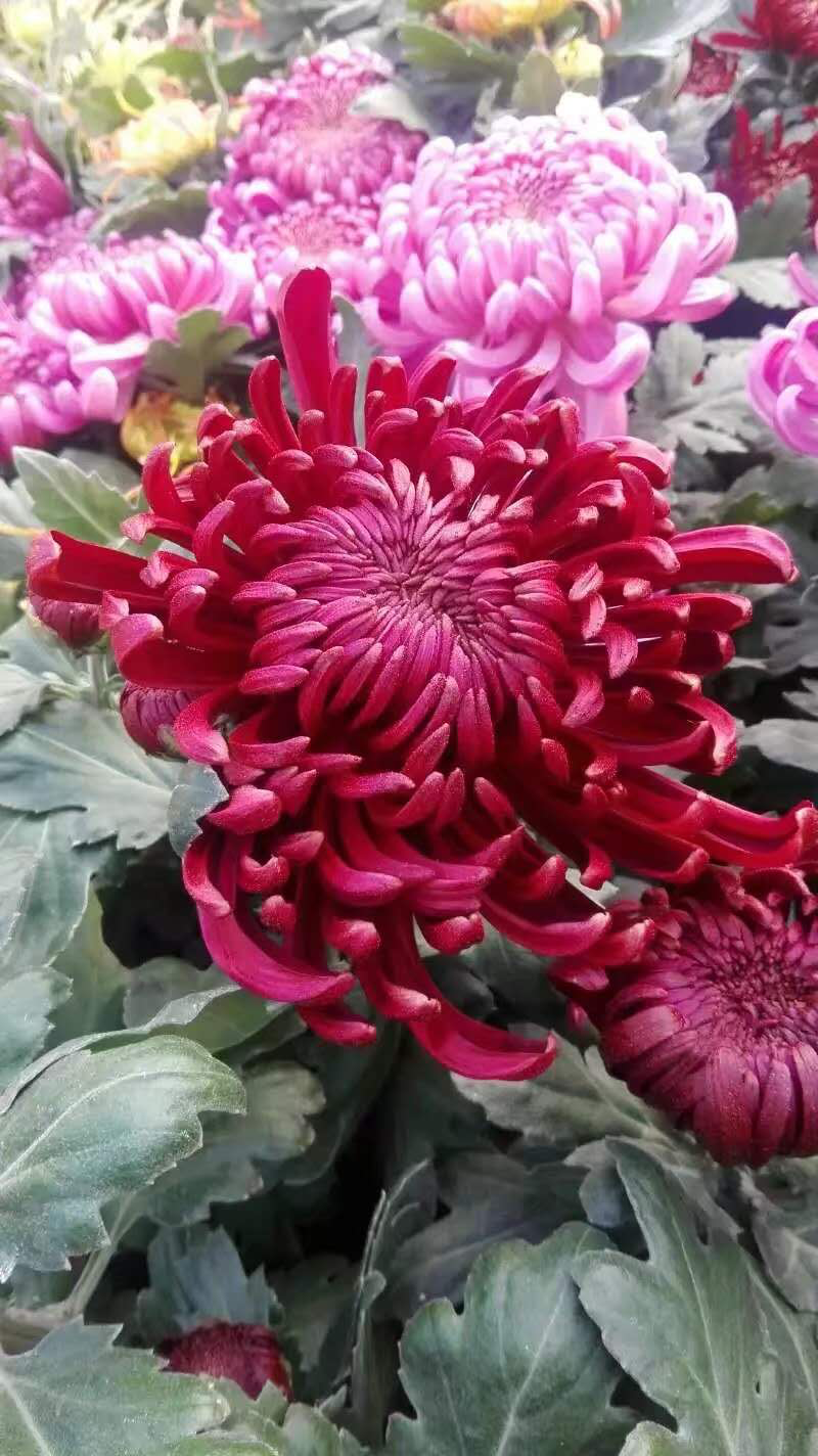 菊花
