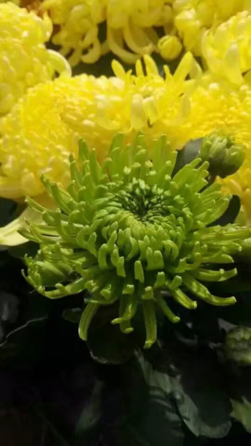 菊花