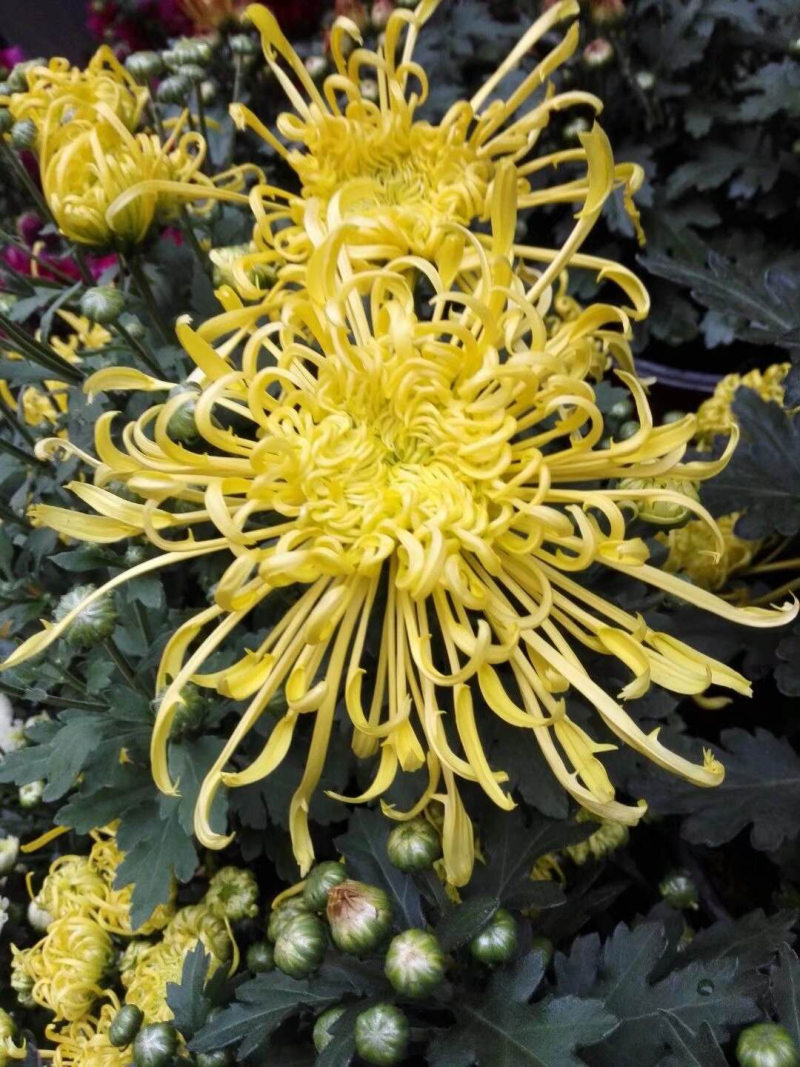 菊花