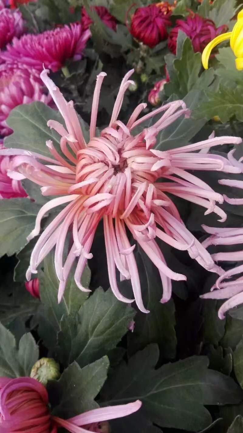 菊花
