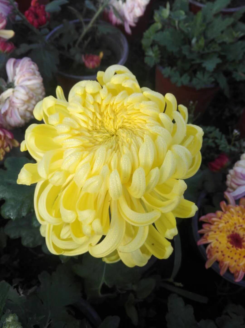 菊花