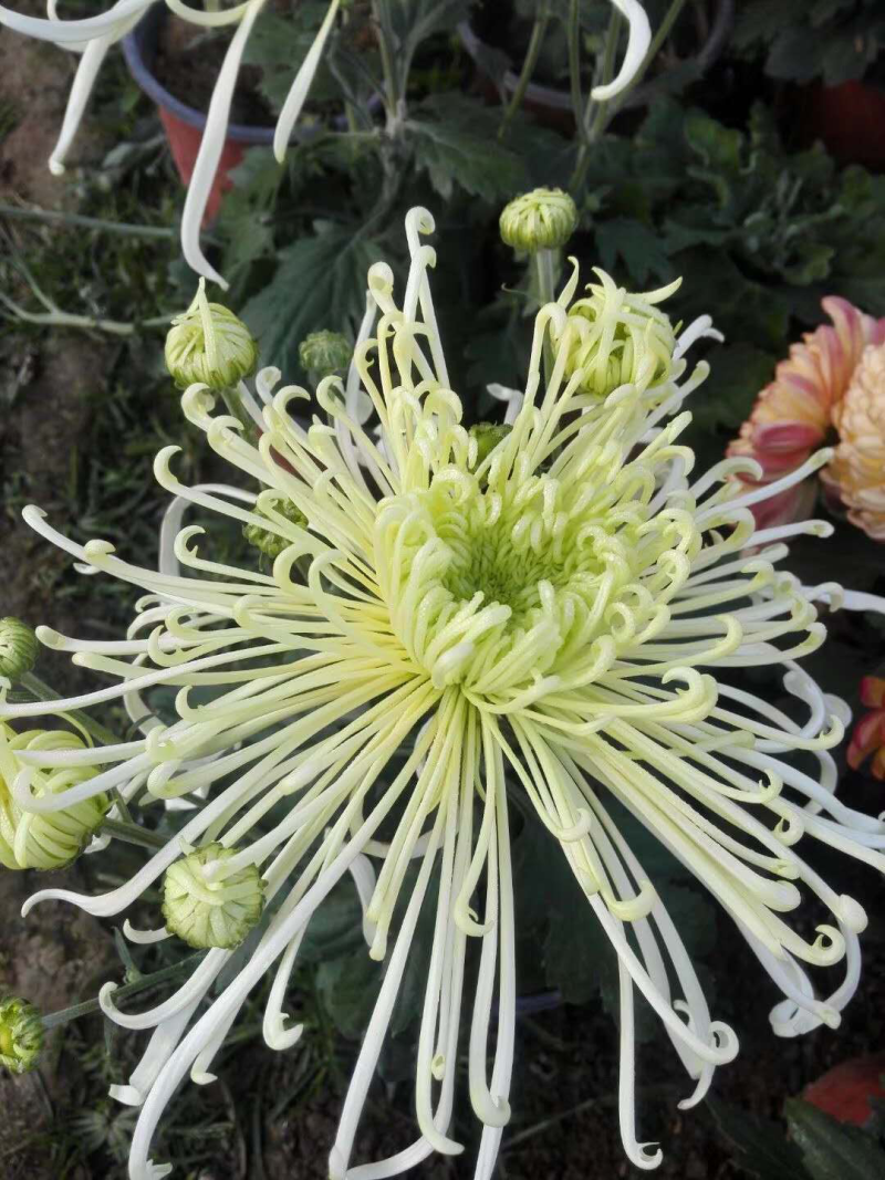 菊花