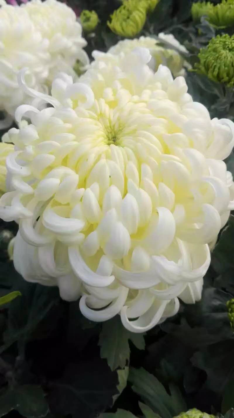 菊花