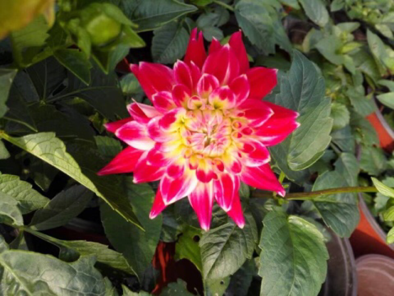 大丽花