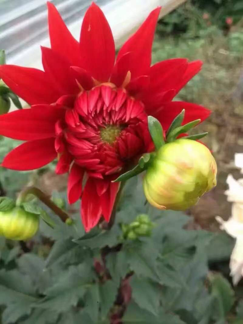 大丽花