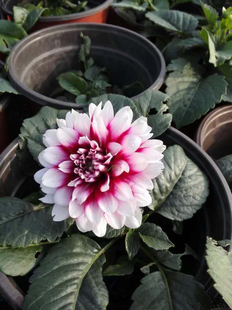 大丽花