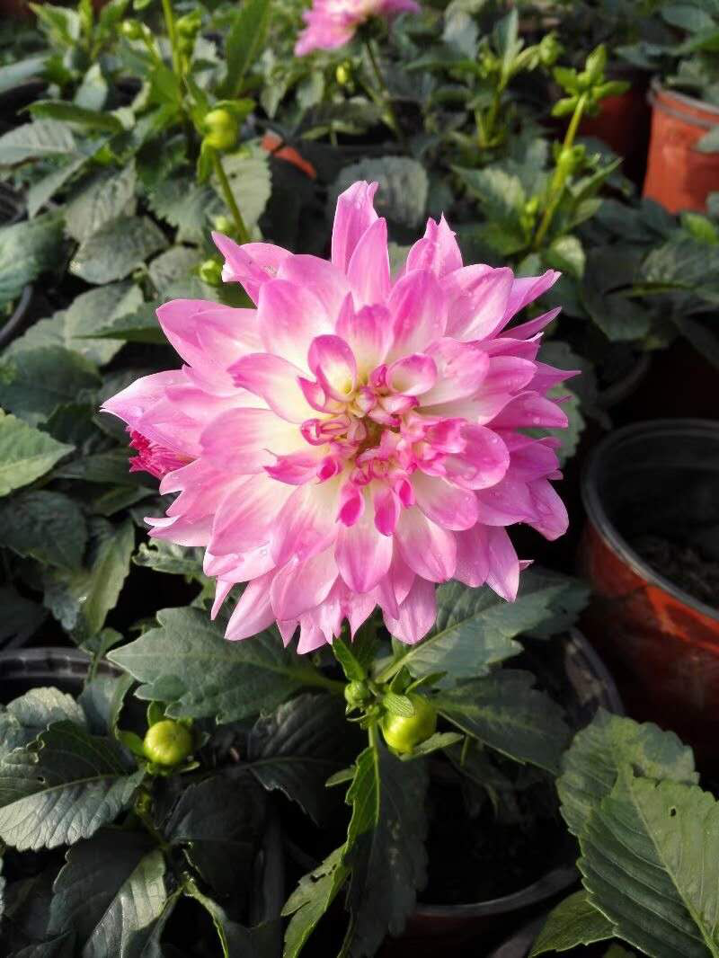 大丽花