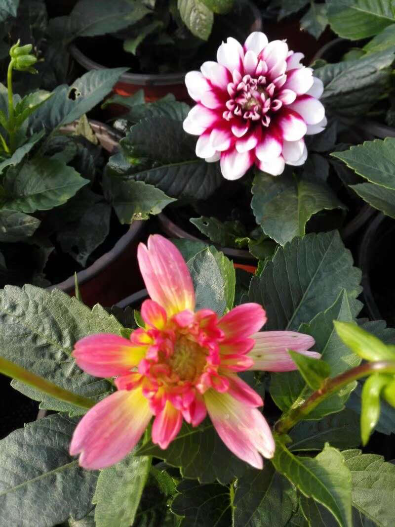 大丽花