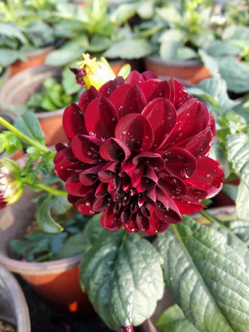 大丽花