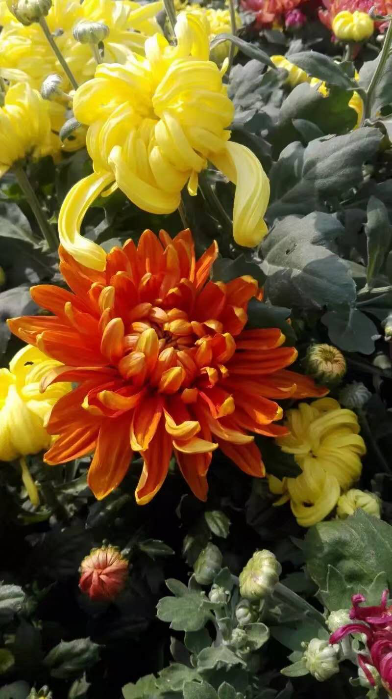 大丽花