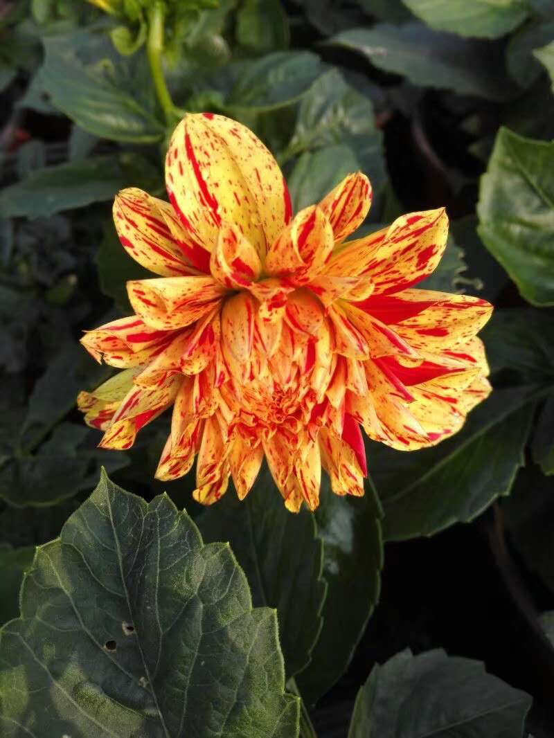 大丽花