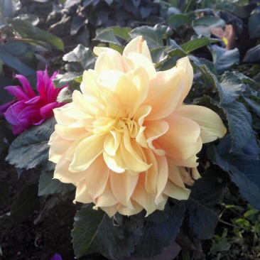 大丽花