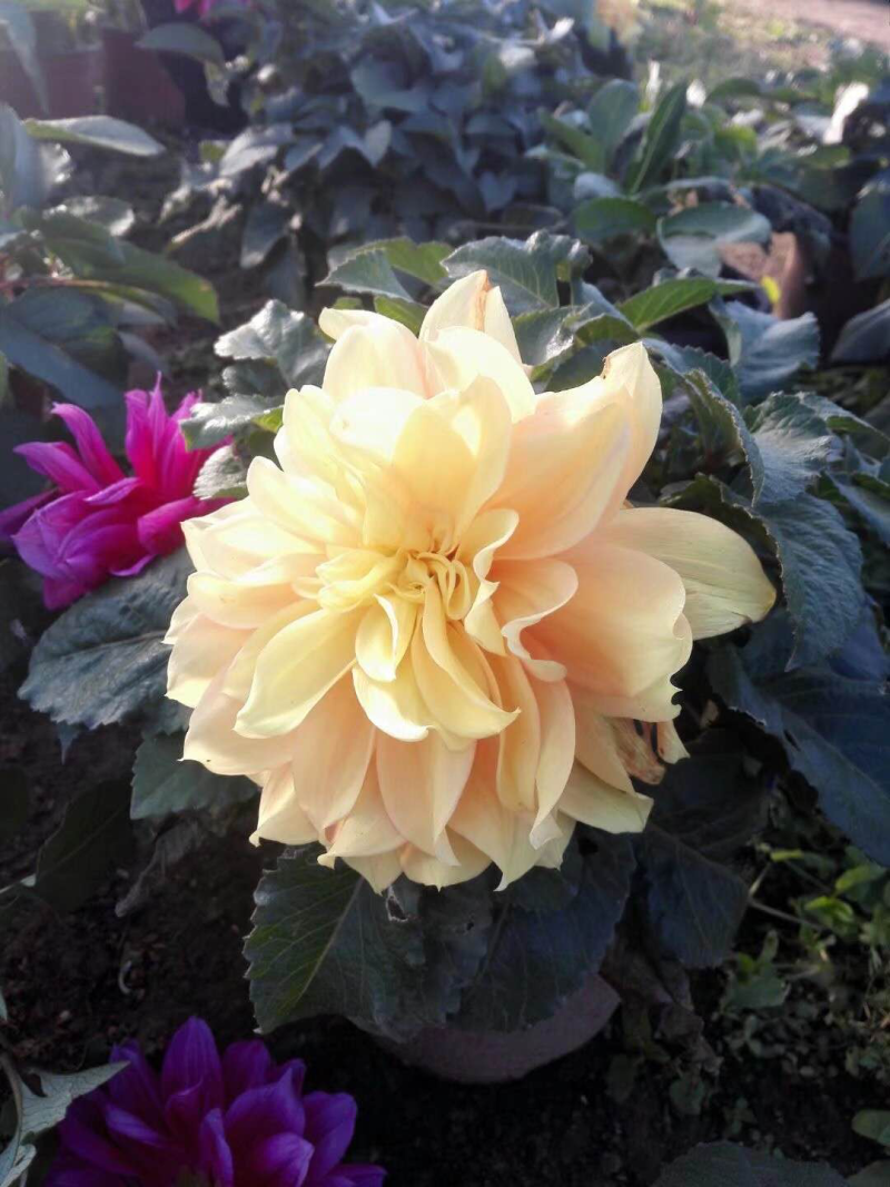 大丽花