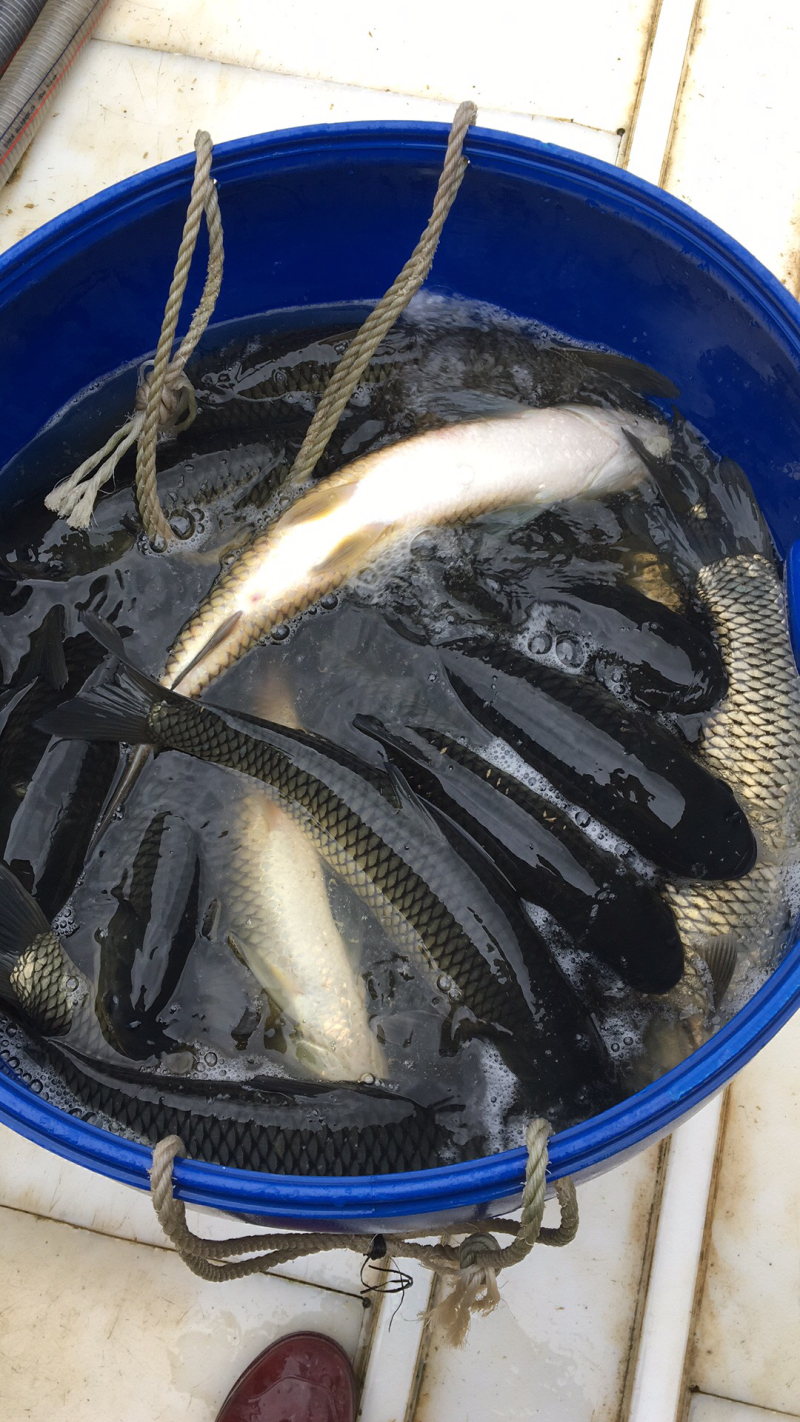 水库草鱼