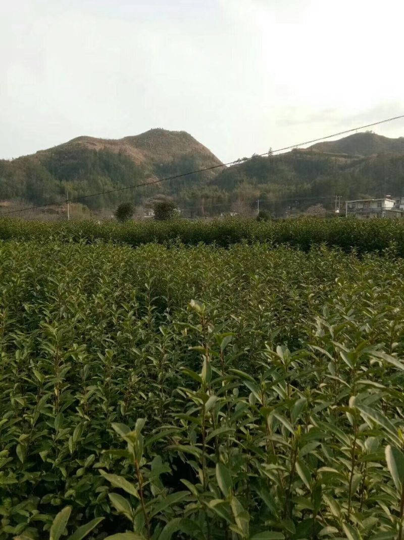 黄山毛峰