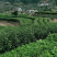 黄山毛峰