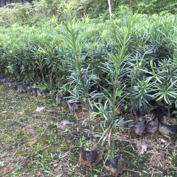 海南罗汉松
