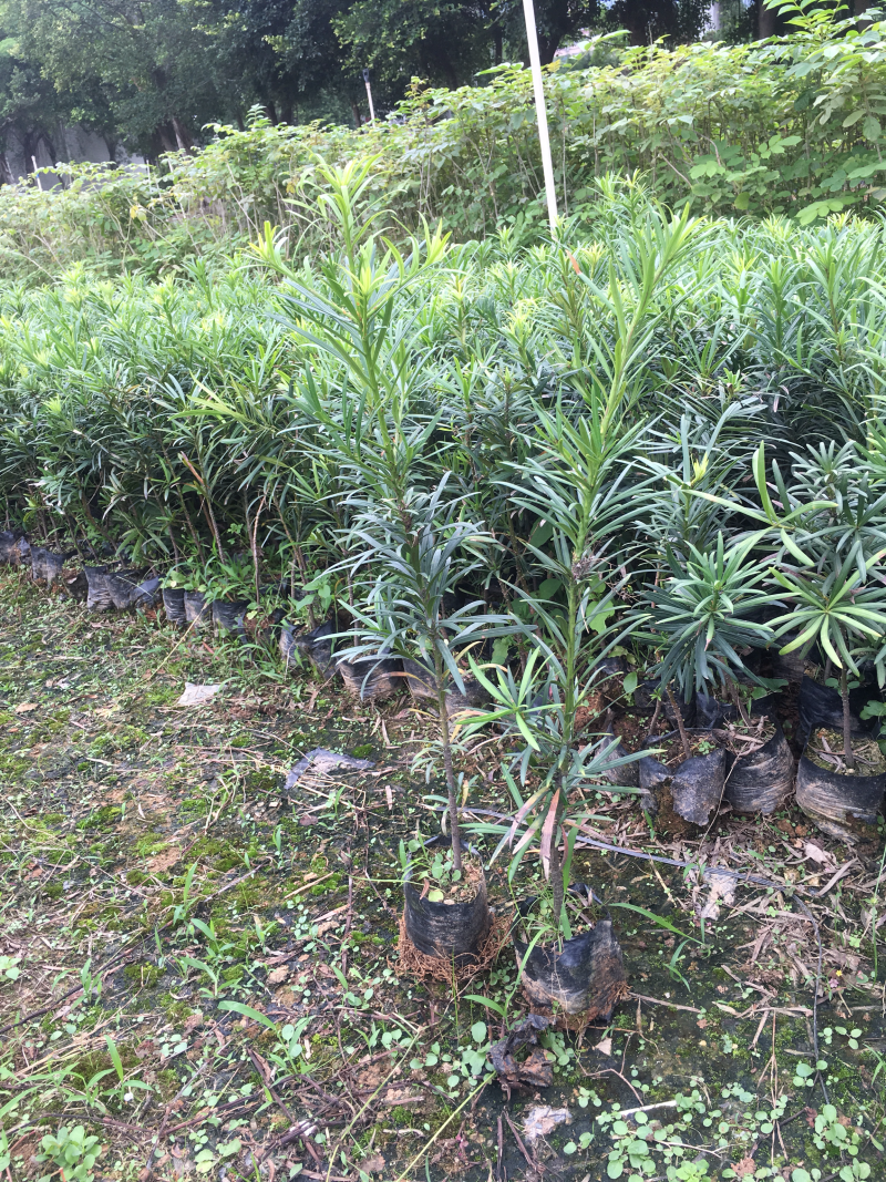 海南罗汉松