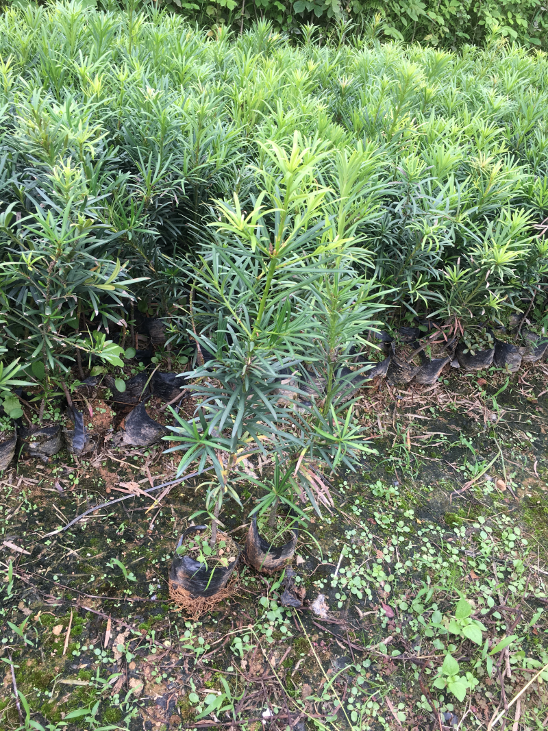 海南罗汉松