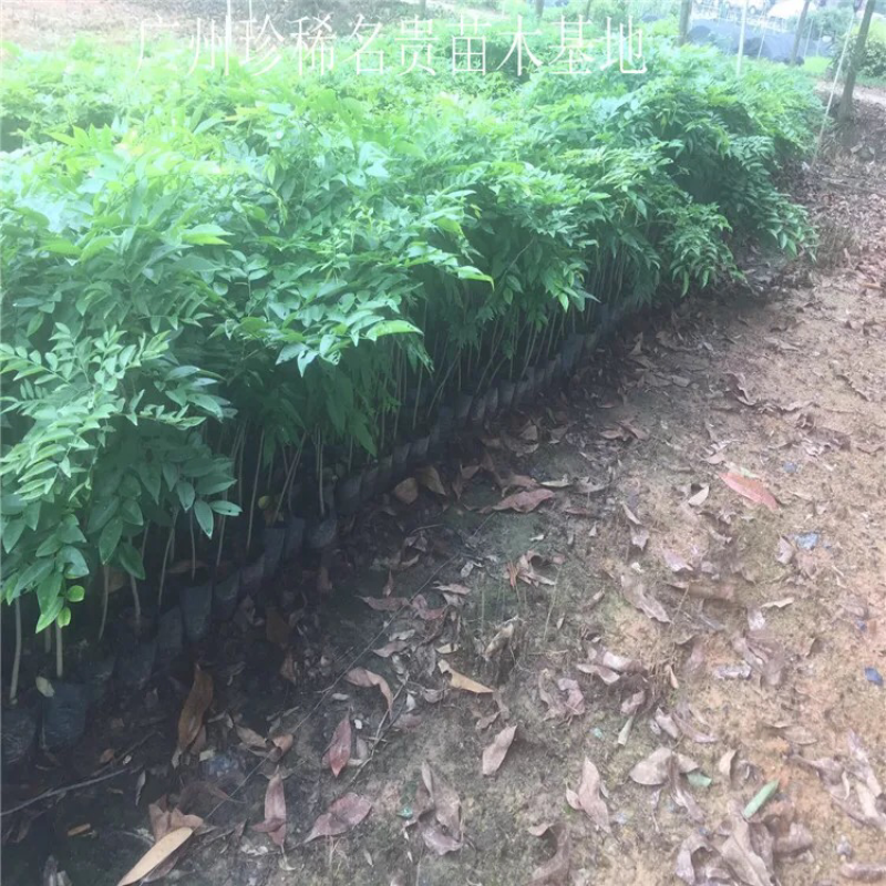 海南黄花梨树苗